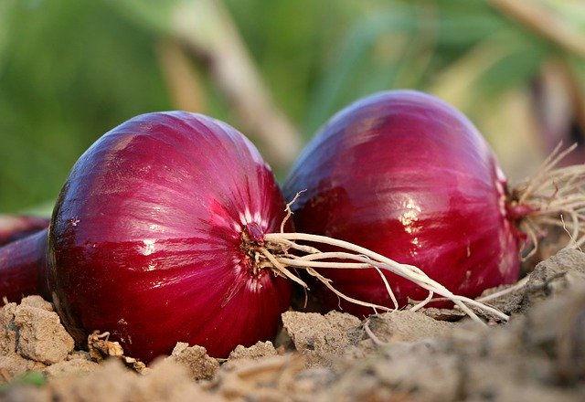 "Tradition und Moderne verbinden Umweltkommunikation und Ernährungsbildung im europäischen Kontext"